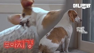 충격.. 울집 비글들 분리불안인줄 알았는데 분리극락이라네요ㅣBeagles' Secret That Were Suspected of Separation Anxiety