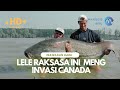 Negara Kanada Takut Ikan Lele | #wawasanbaru