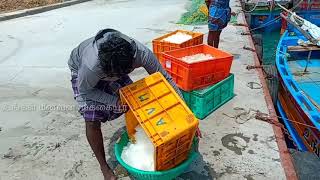 மீனுக்கு போட ஐஸ் எடுத்து வைக்கிறோம் / storing ice for fishing