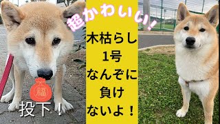 木枯らし1号の嵐に負けず、元気な柴犬こむぎの日常。可愛く癒されるます。