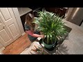 how to care for and prune an areca palm and they help to decrease stress