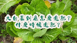 大白菜到底怎麼追肥？大白菜什麼時候追肥？#大白菜 #施肥 #关注我一起学种菜 #我的小菜园 #种植小技巧