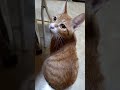 음악에 반응하는 고양이 a cat that reacts to music