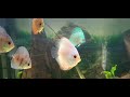 new fish arrived discus and l333 pleco