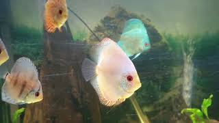 NEW FISH ARRIVED! DISCUS AND L333 PLECO