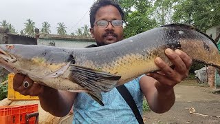 Big size snake head fish,, 6kg + ,, record size snake head fish,,