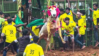 Mukanipatti Jallikattu 2025 Videos | முக்காணிப்பட்டி ஜல்லிக்கட்டு 2025 Videos