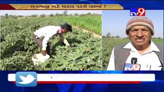 Gujarat: Due to less rainfall in Amreli, residents may face shortage of vegetables- Tv9