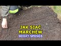 Jak siać Marchew - Dobry sposób na siewy Marchewki | Sąsiedztwo, Szkodniki, Robaki, Uprawa Marchwi