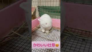 洗顔からのティモテ#うさぎ#秋山璃帆