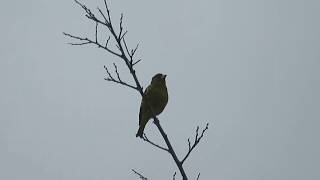 カワラヒワの鳴き声(囀り)