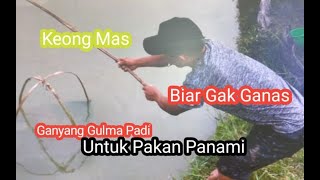 Keong Mas, pakan Alternatif udang dan vaname