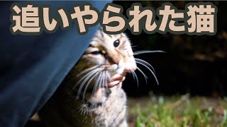 縄張り争いに負けた野良猫の選んだ道【地域猫】α7sIII / SEL24F14GM