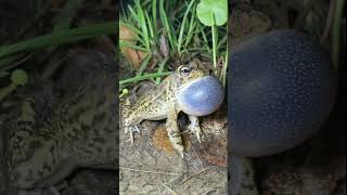 Amazing balloon of frog mouth and voice nature video #shorts