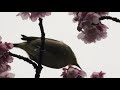 【cherry blossoms】tokyo. shinjuku gyoen 2019 4k 新宿御苑 カンザクラ