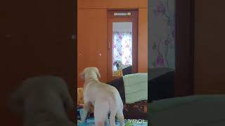 இது யாருடா நம்மள மாதிரி #funnydogs #funny #labrador #scoobyourlabfriend