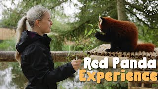 Red Panda Experience