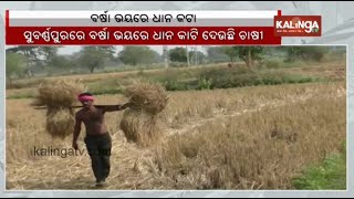 Farmers cut paddy crop early as rain threat looms in Subarnapur || Kalinga TV