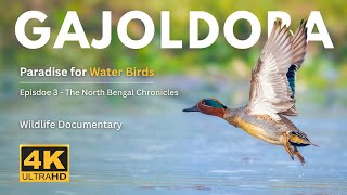 Paradise for Water Birds | Gajoldoba | The North Bengal Chronicles - Episode 3  4K UHD