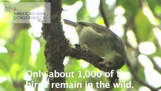 Endangered Hawaiian Forest Birds: The 'Akikiki