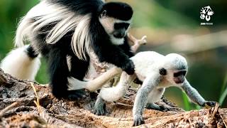 Prague Zoo: Who takes the most care of a guereza infant?