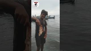 பிடிபட்ட சிறிய சுறா மீனை கடலில் விட்ட மீனவன்.. #ottran #thondi_city #sea #small  #shark #fish