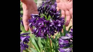 Agapanthus BlackJack by Patrick with Fairweathers