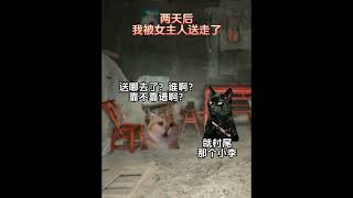 流浪的小狗遇到了心软的神 。。 #shortvideo #真实改编 #cat #猫meme #故事 #memes