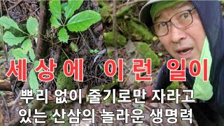 뿌리 없이 줄기로만 자라고 있는 산삼의 놀라운 생명력 세상에 이런일이