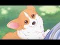 『the corgi and the samurai ～wanwan～』 akio otsuka ver. episode 10