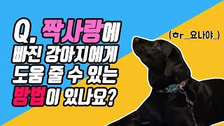 Q. 짝사랑에 빠진 댕댕이 돕는 방법 [애견바이블]