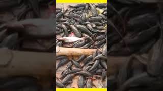 বুড়িগঙ্গা চুষে খাচ্ছে সাকার মাছ | sakar fish