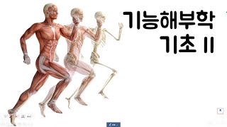 기능해부학 기초2