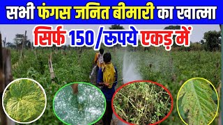 सभी फंगस जनित और बैक्टेरियल रोगों का  100% उपचार || बोर्डो मिश्रण || Bordo Mixture