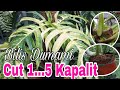 Mabilis Dumami Pwede Pagkakitaan..Isa inalis 5 kapalit! #plants #garden #propagation