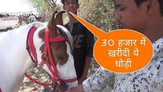 30 हजार में ख़रीदी ये घोड़ी बालोतरा मेला से