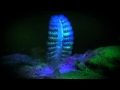 Visions in Blue, Biofluorescent or UV Night diving on Koh Tao