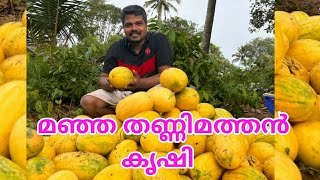 മഞ്ഞ തണ്ണിമത്തൻ കൃഷി (Yellow color watermelon)