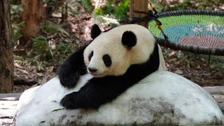 Giant pandas find cool ways to beat summer heat