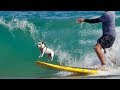 You Will Be Wowed These Dogs Are Better At Sports Than You Funny Dog Videos