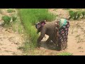 ដកសំណាបស្ទូងស្រូវ ดำนา growing rice