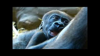 上野動物園ゴリラの赤ちゃん生後18日（Gorilla baby,18 days after birth ）