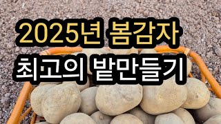 아직은 두둑 NO! 봄감자 재배 최상의 밭 만들기!(2025.3.7)(#봄감자재배,#밭만드는요령,#밑거름요령)