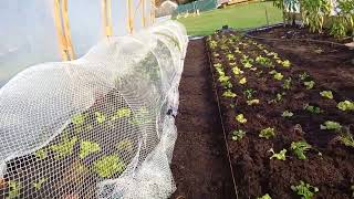 Transplanting self sown lettuce