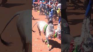 ಗುಡ್ಡೆಹಳ್ಳಿ ಕಾ ರಾಜ..💥😍#bull #horihabbathebullrace #trendingshorts #horihabbada #viralvideo #jallikat