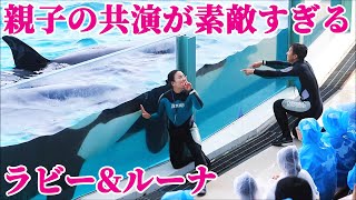 天才シャチ親子「ラビー\u0026ルーナ」の共演にほっこり!! 鴨川シーワールド シャチショー KamogawaSeaWorld