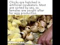 Chicks are Shipped Through the Mail