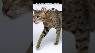 MOST EXPENSIVE CAT IN THE WORLD #shorts #zabava #subscribe
