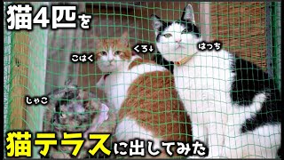 猫4匹をまとめてテラスに出してみたら狭すぎてクロちゃんボコられるｗ