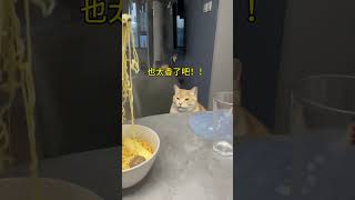 无奖竞猜它想说哪句 谁能拒绝傻憨憨的小猫咪 话痨猫 碎嘴子猫 又是猫咪胡说八道的一天 萌宠出道计划